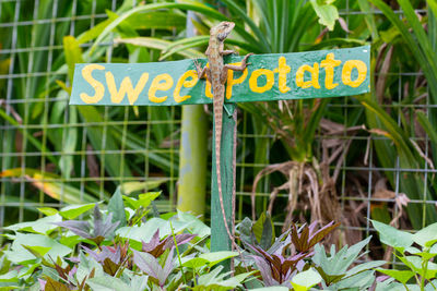 Close-up of sign on plant