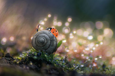 macro photography