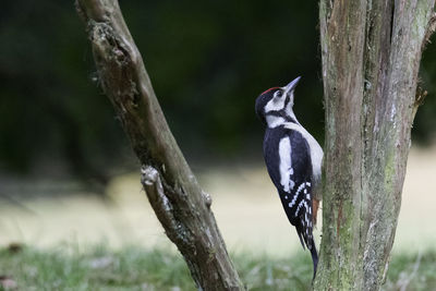 Close-up of bird perching on tree