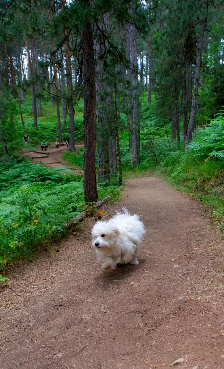 DOG RUNNING ON ROAD