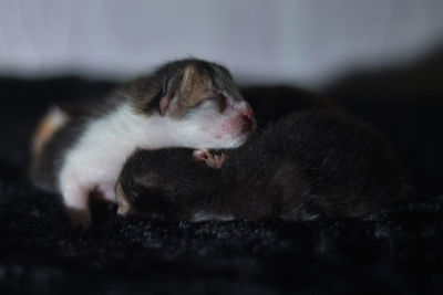 Close-up of cat sleeping