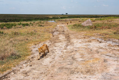 Lion cubs walking on field