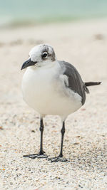 Close-up of seagull on sand