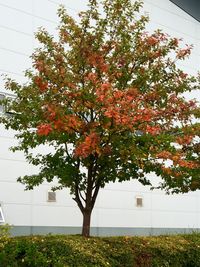 Leaves on tree trunk