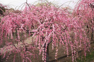 Close-up of pink flowers growing on tree