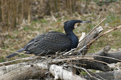 Close-up of bird perching on wood