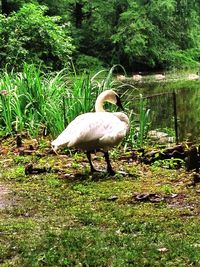 Duck in a lake