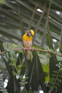 Close-up of bird perching on plant