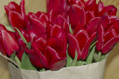 Close-up of red roses