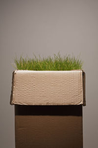 Close-up of potted plant against white background