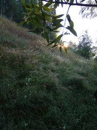 View of lizard on field