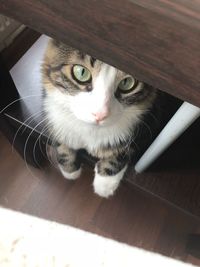 Close-up portrait of cat sitting on table