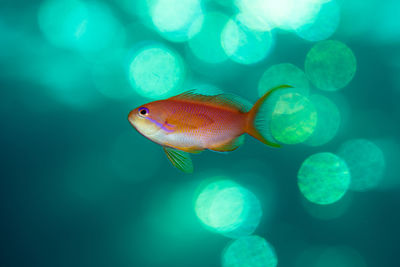 Close-up of fish swimming in sea