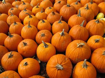 Full frame shot of pumpkins in field