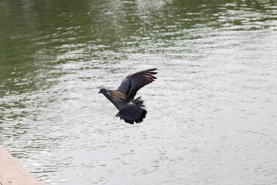 Bird flying over lake