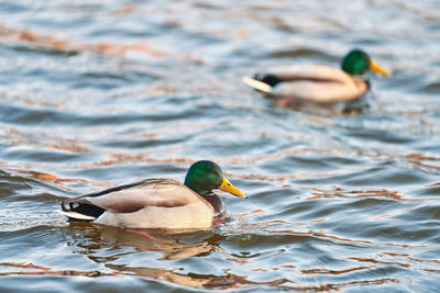 Duck swimming in a lake