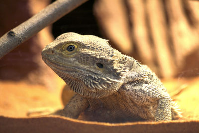 Close-up of lizard