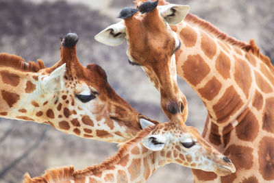 Gorgeous touching moment, parents giraffe taking care of their little. real photography