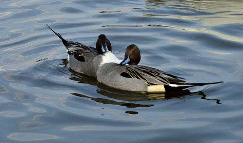 Bird flying over lake