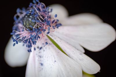 Close-up of flowering plant against black background