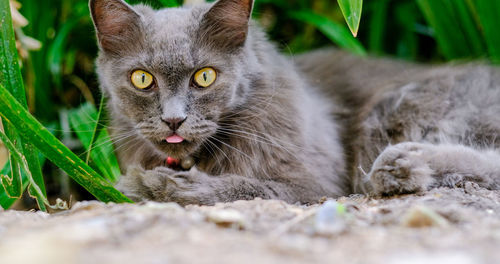 Close-up portrait of a cat