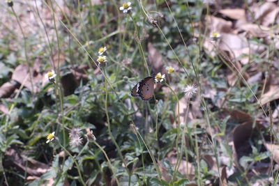 Close-up of a bird on land