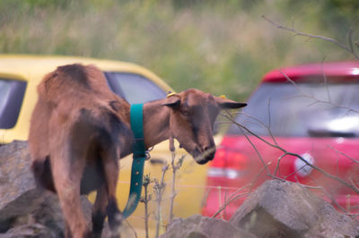 Goat against two cars in parking lot