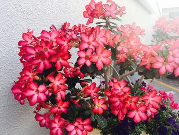 Close-up of red flowers