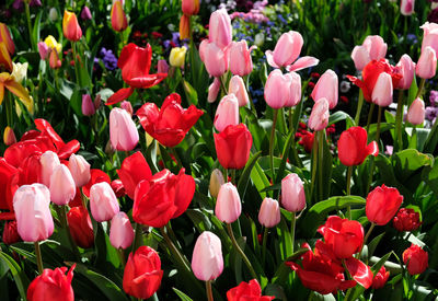 Close-up of pink tulips in field