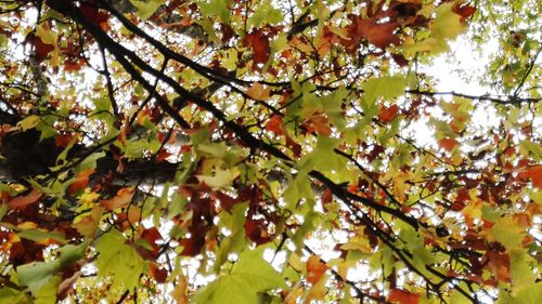 Low angle view of tree