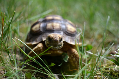 Close-up of turtle on grass