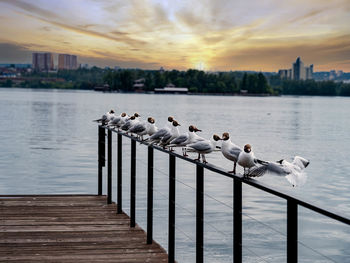 Seagulls perching on railing by lake against sky