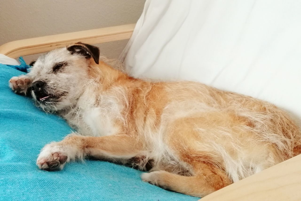 CLOSE-UP OF DOG SLEEPING ON BED