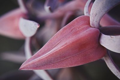 Close-up of water lily