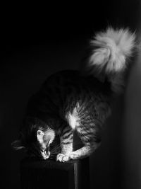 Close-up of cat against black background