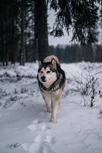 Dog, alaskan malamute running on snow covered field