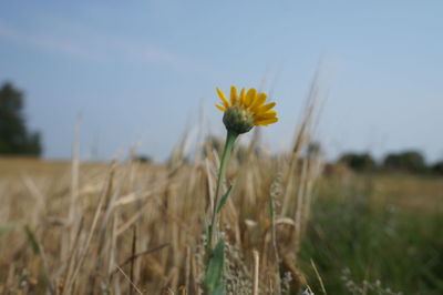 Close up of yellow flowers blooming in field