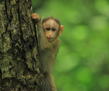 Portrait of monkey on tree trunk
