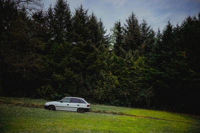 Trees on grassy field