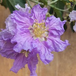 Close-up of flower