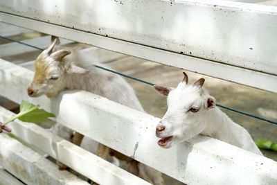 View of two cats on railing