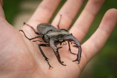 Cropped hand with stag beetle