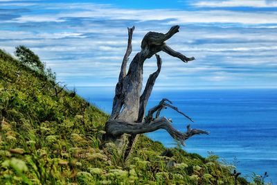 Dead tree by sea against sky