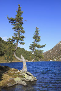 Tree by sea against clear blue sky