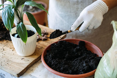 Potting soil. soil to repot indoor plants. spring houseplant care, repotting houseplants. woman is