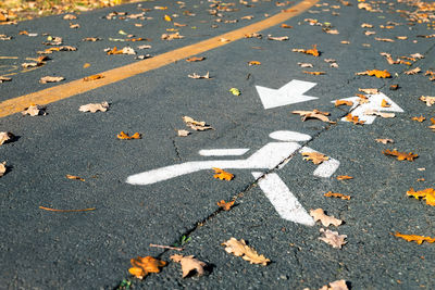 High angle view of autumn leaves on road