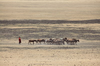 Shepherd with donkeys in desert