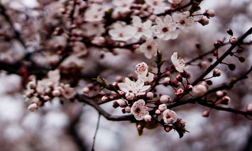 Close-up of cherry blossom blooming on tree