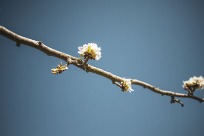 Close-up of cherry blossom against clear sky