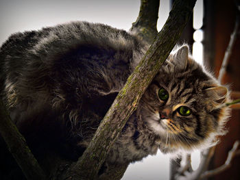 Close-up portrait of cat